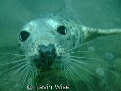 Young grey seal taken at the Farne Islands.Throughout the... by Kevin Wise 